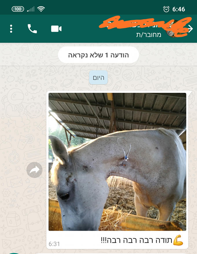 ד"ר יסמין כהן | וטרינרית